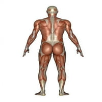 Анатомия на мъжката мускулна система, гръб изглед плакат печат от Елена Дювернай Стоктрек изображения